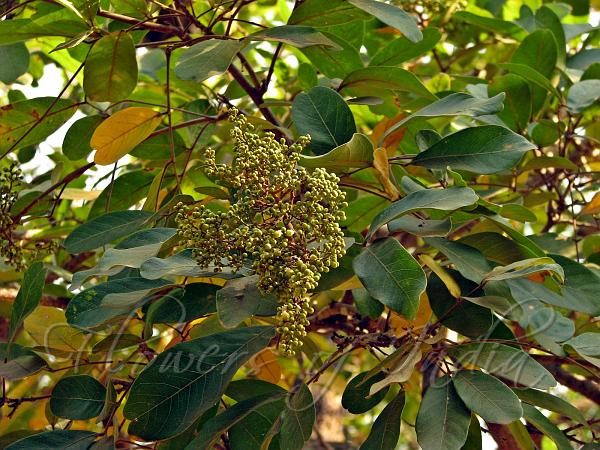 Sapindus emarginatus Notched Leaf Soapnut